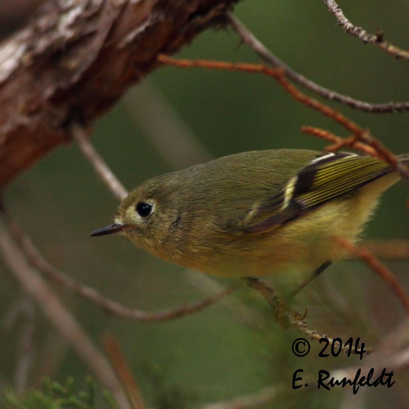 20Dec-CBC 341.jpg - Ruby-crowned Kinglet